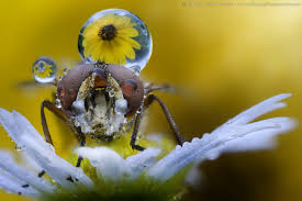 Attēlu rezultāti vaicājumam “Tubifera dudkae macro”