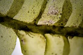 Attēlu rezultāti vaicājumam “Chiloscyphus pallescens”