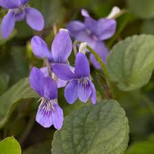 Image result for Veilchen