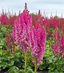 Attēlu rezultāti vaicājumam “Astilbe chinensis”