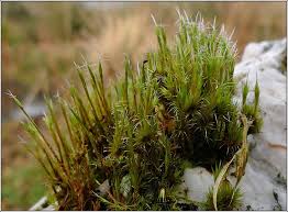 Attēlu rezultāti vaicājumam “Campylopus introflexus”