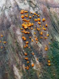 Attēlu rezultāti vaicājumam “Diachea leucopodia young”