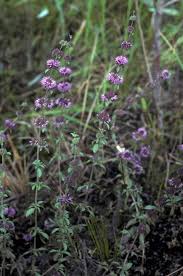 Attēlu rezultāti vaicājumam “Mentha x piperita”