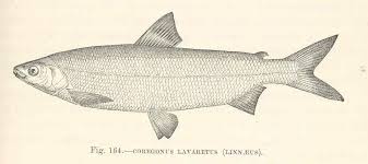 Image result for Coregonus lavaretus