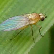 Attēlu rezultāti vaicājumam “Phytomyza minuscula”