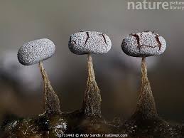 Attēlu rezultāti vaicājumam “Physarum daamsii spores”