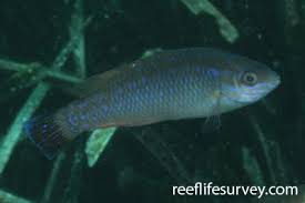 Image result for Symphodus bailloni