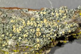 Attēlu rezultāti vaicājumam “Cliostomum corrugatum”