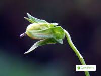 Attēlu rezultāti vaicājumam “Viola arvensis bud”