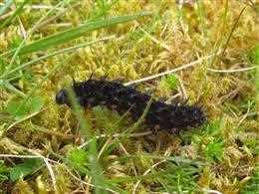 Attēlu rezultāti vaicājumam “Argynnis aglaja underside”