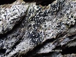 Attēlu rezultāti vaicājumam “Opegrapha atra”