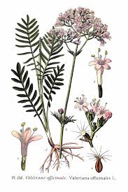 Image result for Valeriana officinalis