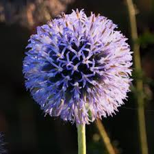 Attēlu rezultāti vaicājumam “Viola rupestris bud”