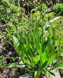 Attēlu rezultāti vaicājumam “Plantago lanceolata leaf”