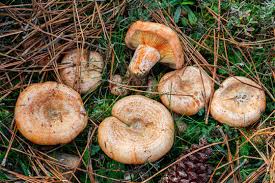 Attēlu rezultāti vaicājumam “Lactarius”