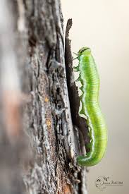 Attēlu rezultāti vaicājumam “Gilpinia”