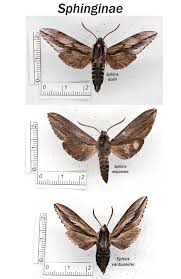Attēlu rezultāti vaicājumam “Sphingidae”