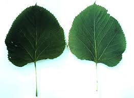 Attēlu rezultāti vaicājumam “Tilia americana”