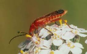 Attēlu rezultāti vaicājumam “Cantharis livida”