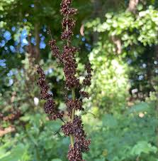 Attēlu rezultāti vaicājumam “Rumex obtusifolius flower”