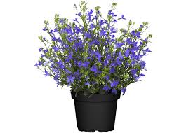 Image result for Männertreu