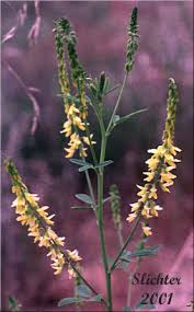Attēlu rezultāti vaicājumam “Melilotus officinalis”