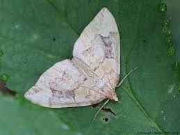 Attēlu rezultāti vaicājumam “Eulithis mellinata”