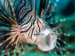 Image result for vissen