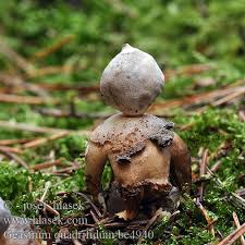 Attēlu rezultāti vaicājumam “Geastrum quadrifidum”