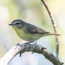 Image result for Vireo philadelphicus
