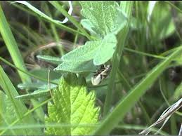 Attēlu rezultāti vaicājumam “Lepyronia coleoptrata”