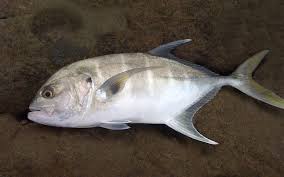 Image result for Caranx bartholomaei