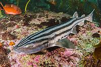 Image result for Poroderma africanum