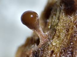 Attēlu rezultāti vaicājumam “Trichia crateriformis”