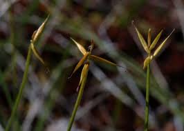 Attēlu rezultāti vaicājumam “Carex pauciflora”
