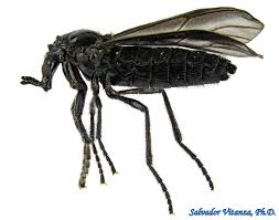 Attēlu rezultāti vaicājumam “Bibionidae female”