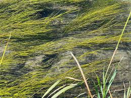 Attēlu rezultāti vaicājumam “Stuckenia pectinata”