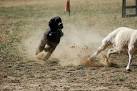 Herding