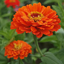 Image result for Zinnia elegans