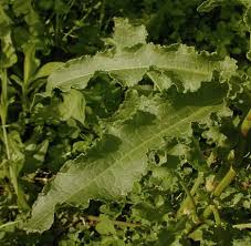 Attēlu rezultāti vaicājumam “Rumex crispus leaf”