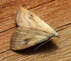 Attēlu rezultāti vaicājumam “Rivula sericealis”