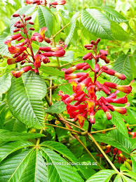 Attēlu rezultāti vaicājumam “Aesculus x neglecta”