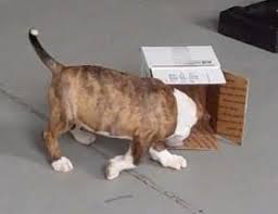 Image result for Banbury Bulldogs