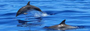 Afbeeldingsresultaat voor dolfijnen