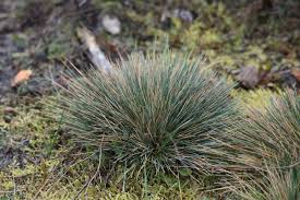 Attēlu rezultāti vaicājumam “Corynephorus canescens”