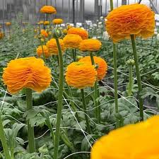 Attēlu rezultāti vaicājumam “Ranunculus elatior”