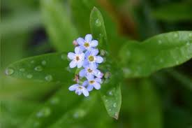 Attēlu rezultāti vaicājumam “Myosotis laxa subsp. baltica”
