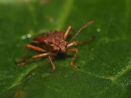Attēlu rezultāti vaicājumam “Rhopalus maculatus imago”