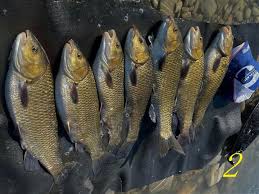 Image result for Squalius cephalus cavedanus