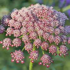 Image result for Daucus carota